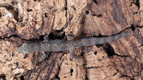 EOB11- Eurydalctylodes Occidentalis