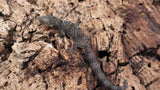 EOB11- Eurydalctylodes Occidentalis