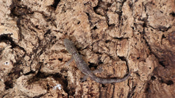 EAB18- Eurydactylodes Agricolae