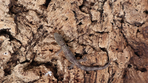 EAB18- Eurydactylodes Agricolae