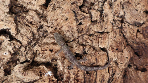 EAB18- Eurydactylodes Agricolae