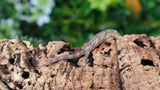 EAB18- Eurydactylodes Agricolae