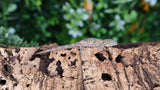 EAB18- Eurydactylodes Agricolae
