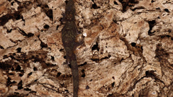 EAB21- Eurydactylodes Agricolae