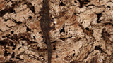 EAB21- Eurydactylodes Agricolae