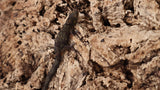 EAB21- Eurydactylodes Agricolae