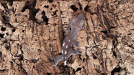CGAX13- Axanthic Crested Gecko