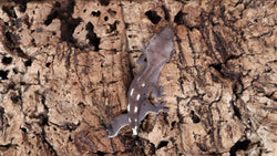 CGAX13- Axanthic Crested Gecko
