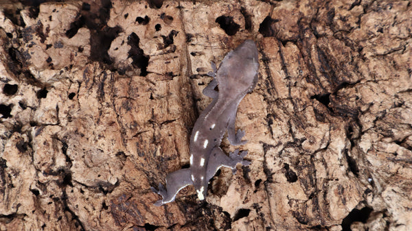 CGAX13- Axanthic Crested Gecko