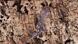 CGAX13- Axanthic Crested Gecko