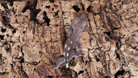 CGAX13- Axanthic Crested Gecko