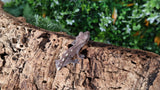 CGAX13- Axanthic Crested Gecko