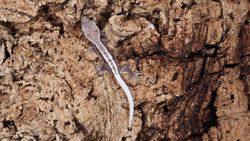CGAX11- Super Empty Back Axanthic Lilly White Crested Gecko