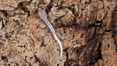 CGAX11- Super Empty Back Axanthic Lilly White Crested Gecko