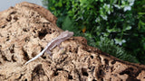 CGAX11- Super Empty Back Axanthic Lilly White Crested Gecko