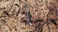 CGAX9- Axanthic Crested Gecko