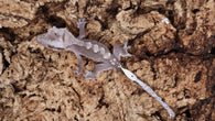 CGAX14- Axanthic Crested Gecko
