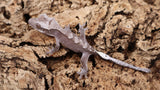 CGAX14- Axanthic Crested Gecko
