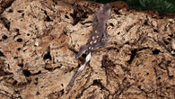 CGAX12- Axanthic Crested Gecko