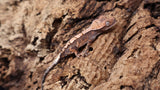 SAB2- High white Sable Crested Gecko
