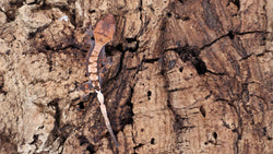 SAB1- High white Sable Crested Gecko
