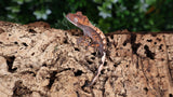 SAB1- High white Sable Crested Gecko