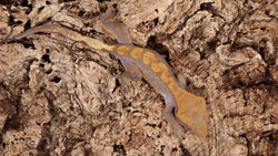 CGHL3- Fire Crested Gecko (100% Het. Leusistic)