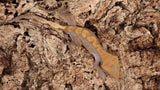 CGHL3- Fire Crested Gecko (100% Het. Leusistic)