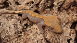 CGHL3- Fire Crested Gecko (100% Het. Leusistic)
