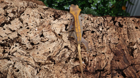 CGHL2- Fire Crested Gecko - ( 100% Het. Leusistic )