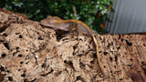CGHL2- Fire Crested Gecko - ( 100% Het. Leusistic )