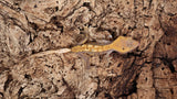 CGHL1- Fire Crested Gecko ( 100% Het. Leucistic )