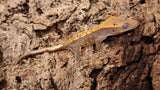 CGHL1- Fire Crested Gecko ( 100% Het. Leucistic )