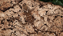 SG27- 10 spot Sarasinorum Gecko