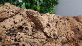 SG27- 10 spot Sarasinorum Gecko