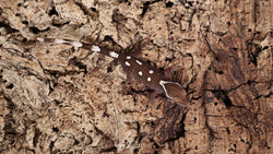 SG28- 6 Spot Sarasinorum Gecko