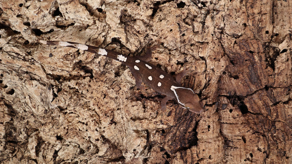 SG28- 6 Spot Sarasinorum Gecko