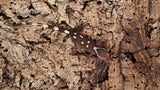 SG28- 6 Spot Sarasinorum Gecko