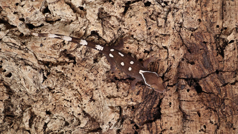 SG28- 6 Spot Sarasinorum Gecko