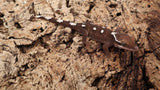 SG28- 6 Spot Sarasinorum Gecko