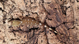 SG29- 8 Spot Sarasinorum Gecko