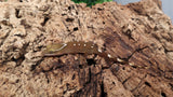 SG29- 8 Spot Sarasinorum Gecko