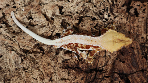 CLW122- Red Lilly White Crested Gecko