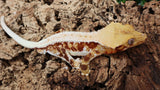 CLW122- Red Lilly White Crested Gecko
