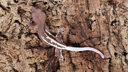 Frap29- Dark Base Frappuccino Crested Gecko