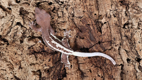Frap29- Dark Base Frappuccino Crested Gecko