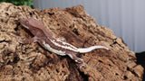 Frap29- Dark Base Frappuccino Crested Gecko