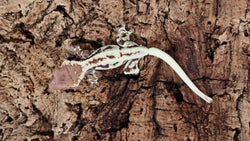 Frap37- Frappuccino Crested Gecko