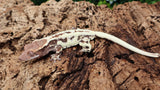 Frap37- Frappuccino Crested Gecko