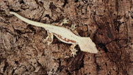 CLW120- Red Lilly White Crested Gecko